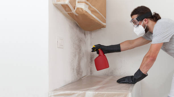 Professional Black Mold Remediation technician working in Fairview, TX
