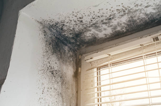 Affordable Black Mold Remediation solutions in Fairview, TX