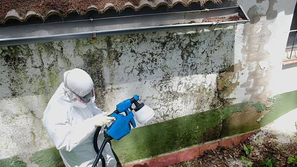 Top rated local Black Mold Remediation specialists in Fairview, TX